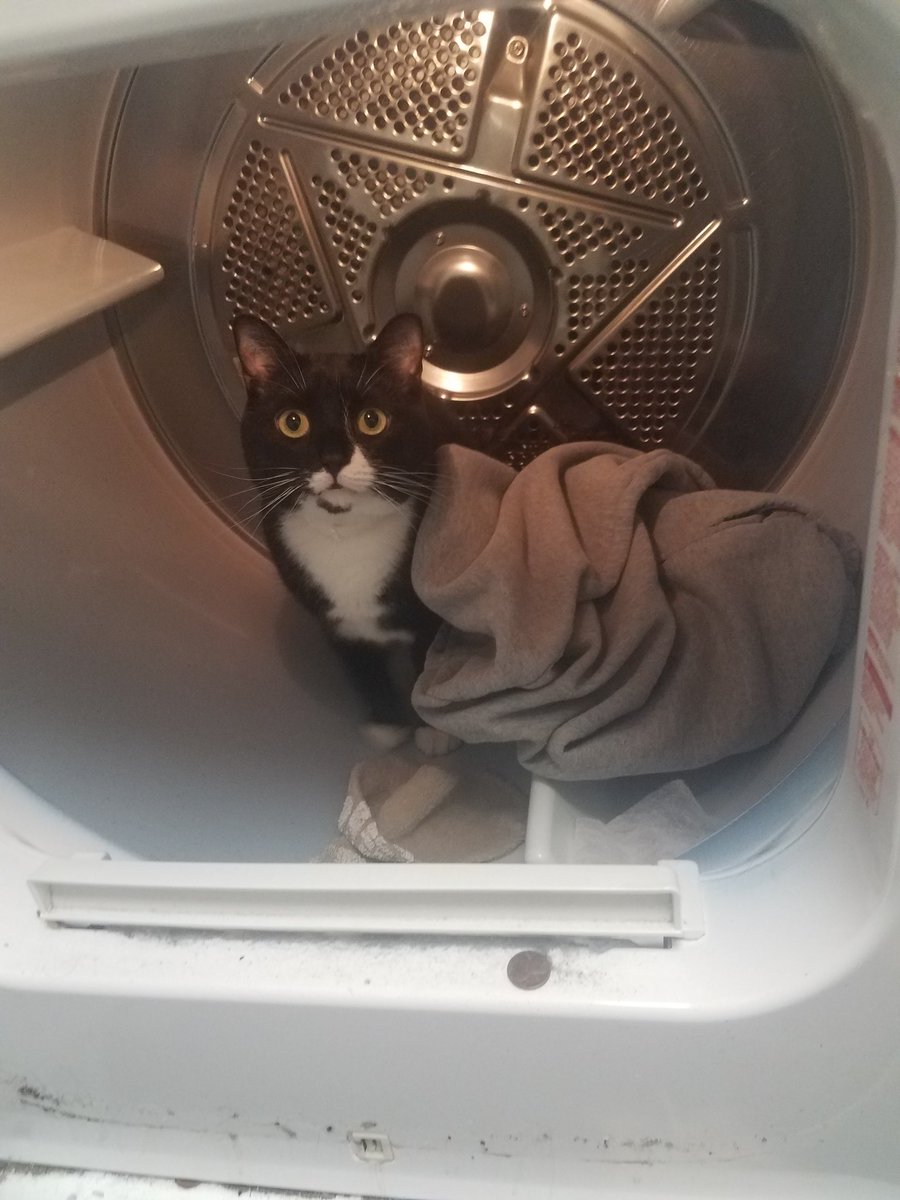 EscapingisMusic's tweet photo. My cat Louie when your trying to fold clothes https://t.co/uaUShN2Wix