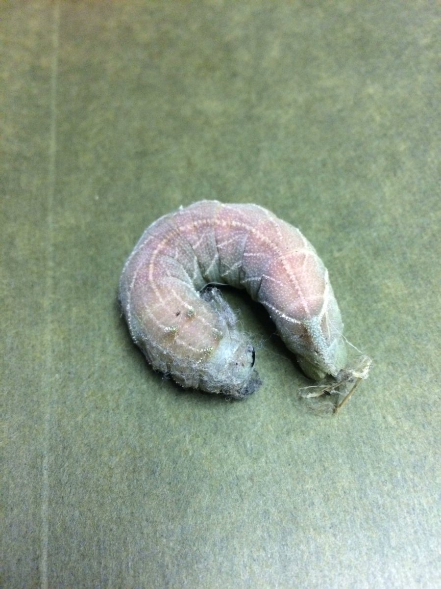 cpthomp's tweet image. .@MAndrewJohnston ???