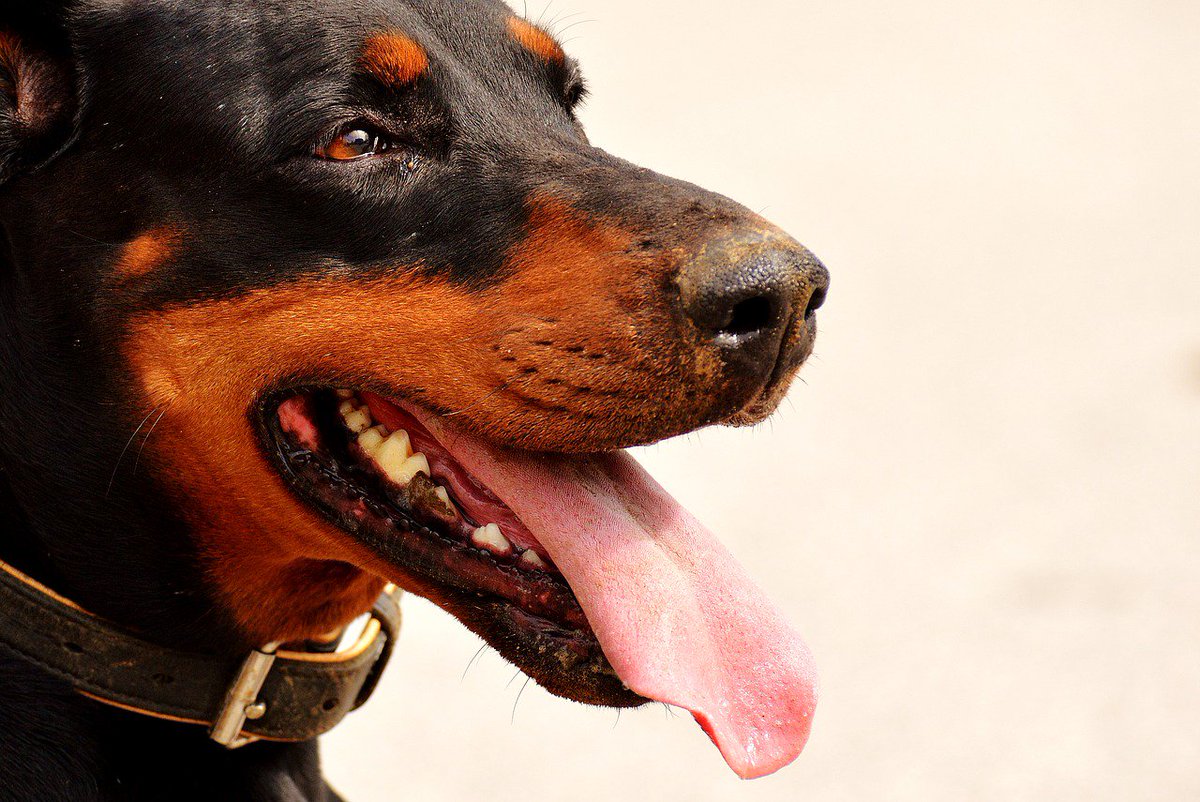 furflufffeather's tweet photo. #dobermanpinscher #doberman #dobermann #guarddog #cooldogbreeds #doglovers #germandogs #lovedogs #velcrodog https://t.co/9p6xwplCK5