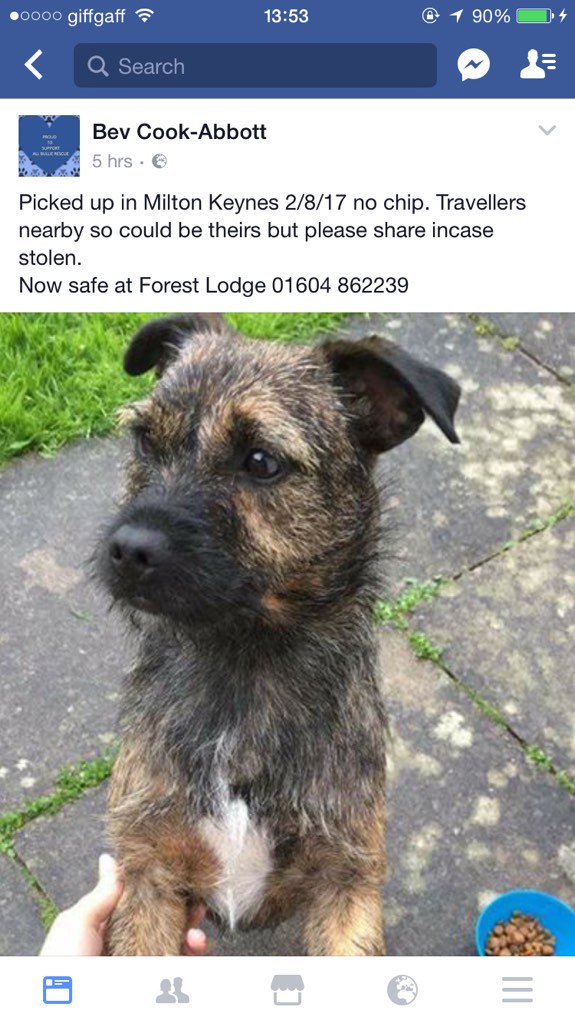 TweetsofBowser's tweet image. #BTPosse #lostdog #miltonkeynes anyone missing this face?