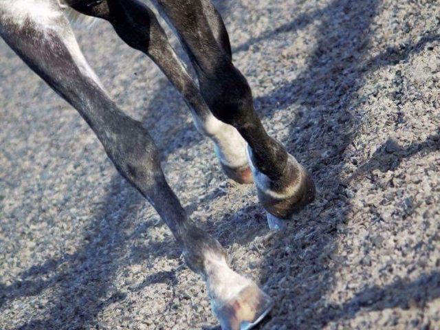 ArenaRide's tweet image. Thanks to @horseandhound for supplying our afternoon read! But for us it's always rubber #EquestrianChipping -horseandhound.co.uk/archives/choos…
