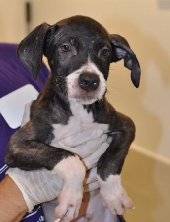 nyshelterpets's tweet photo. 🐕 Come meet #TULLER ASAP! #dogs He needs your generosity! #adoptdontshop 🆘 https://t.co/lnofpuuwfr https://t.co/D4GkxWjHXw