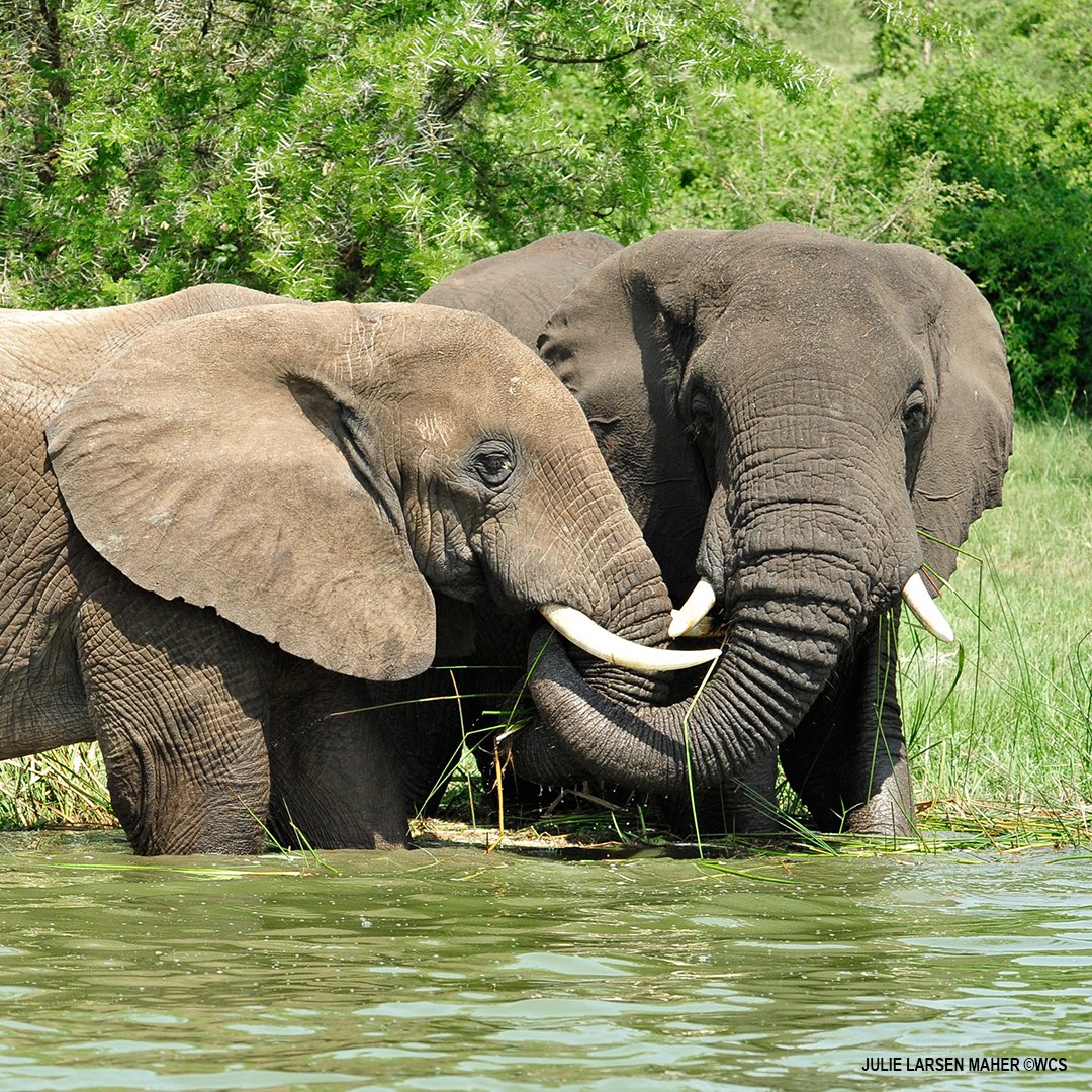 TheWCS's tweet image. Today we’re crushing ivory in Central Park to make a statement: the illegal ivory trade must stop! #IvoryCrush