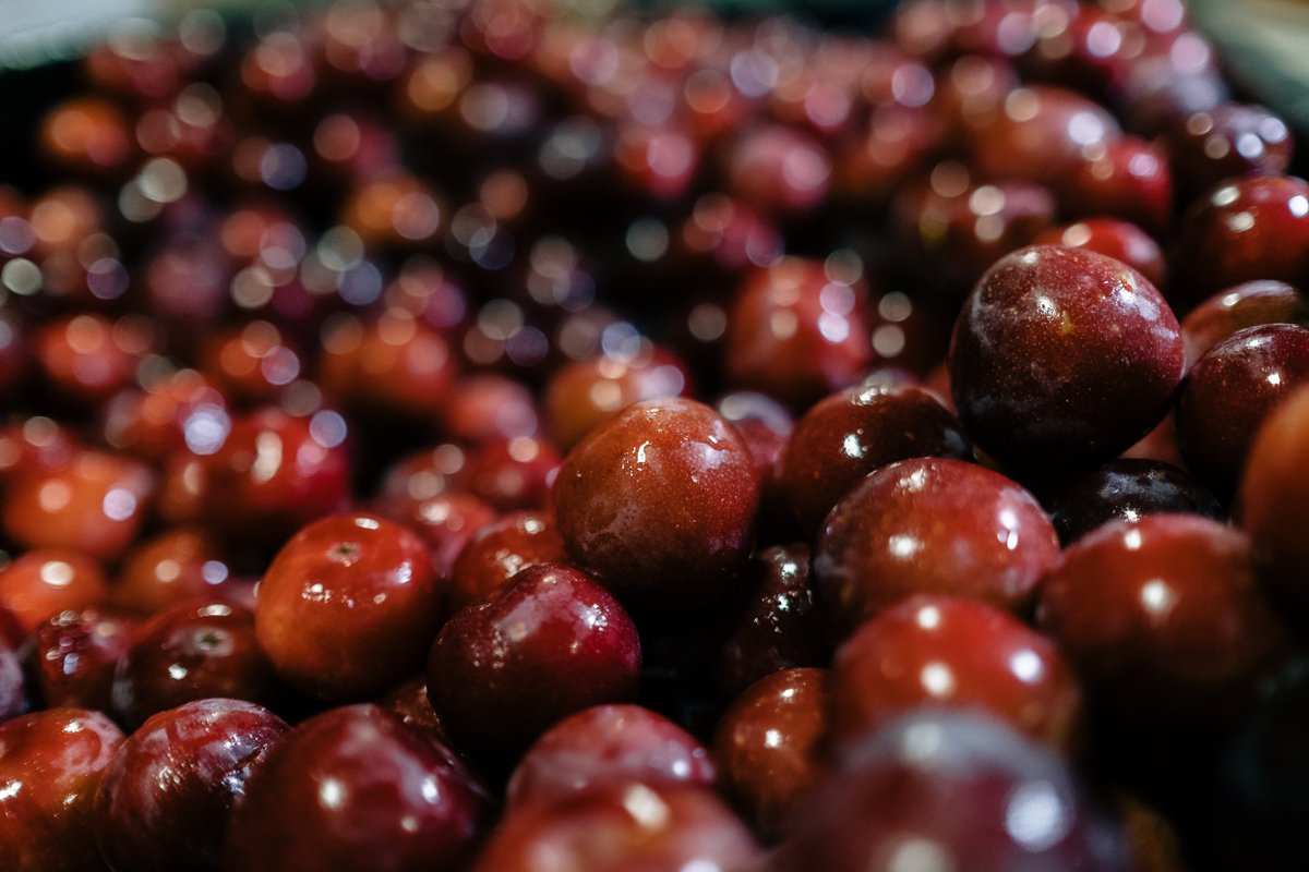 AllagashBrewing's tweet photo. Today weβre pitting 1200 lbs of local plums to add to a saison fermented with brettanomyces yeast. https://t.co/jtSggjDRUn