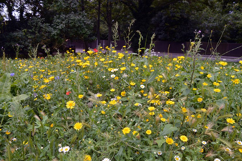 HaveringCulture's tweet photo. Some rather beautiful wildflowers on the @QueensTheatreH Green #Hornchurch #wildflowers #bees #londonparks https://t.co/DacISKI8ud