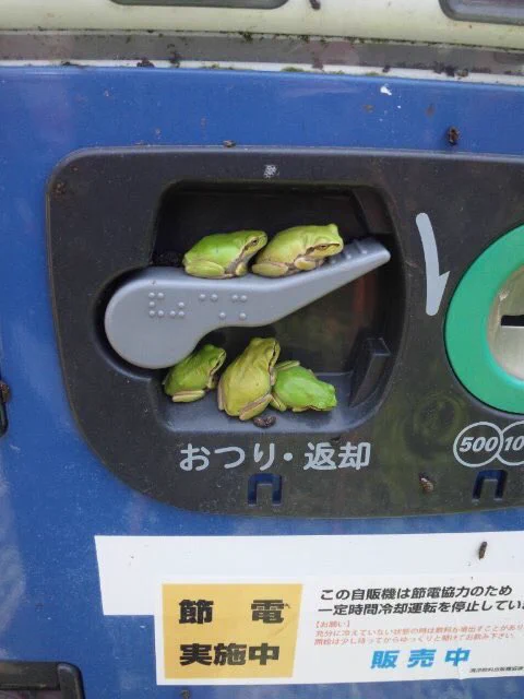おつりが出てくるまで待つしかないwwカエルが集合しててかわいすぎるww