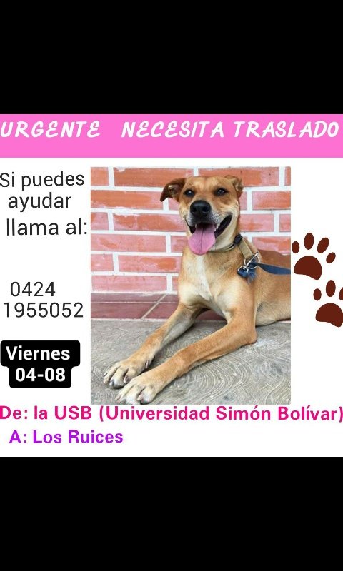 eulii_slz's tweet photo. #ayudaaunpeludo #Difunde #peludosusb #traslado #adoptanocompres https://t.co/DpP6Di66Zu