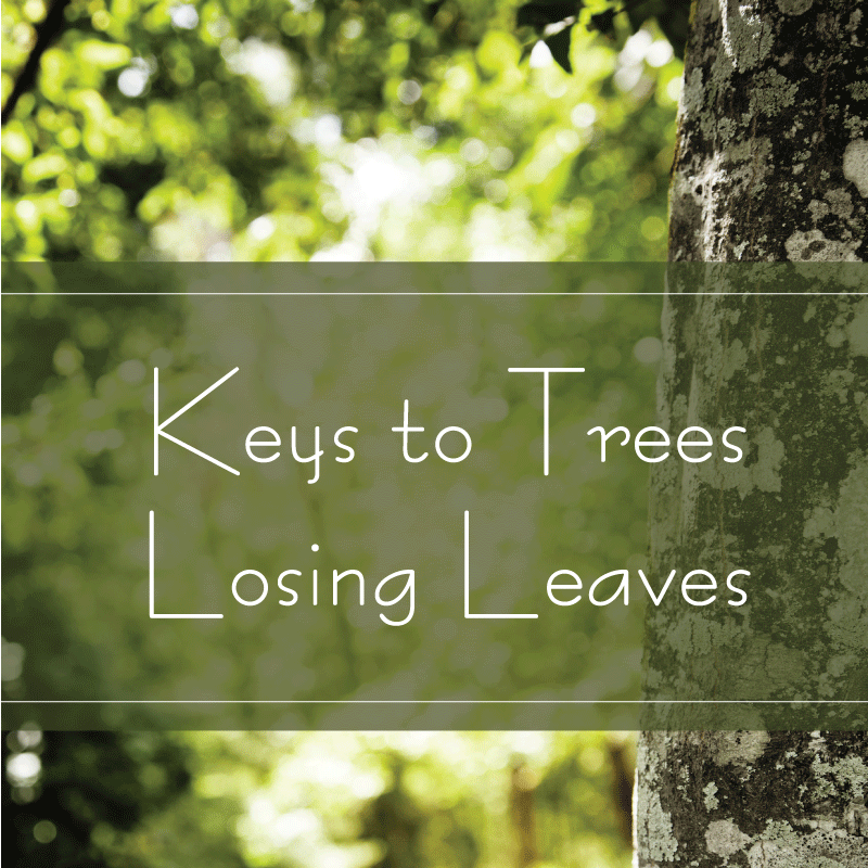 TXForestService's tweet photo. This time of year it is common for trees to lose their leaves. Tune in to the latest #TAK podcast to learn why. https://t.co/Rat1xhFAnd https://t.co/OreZGC1lEB