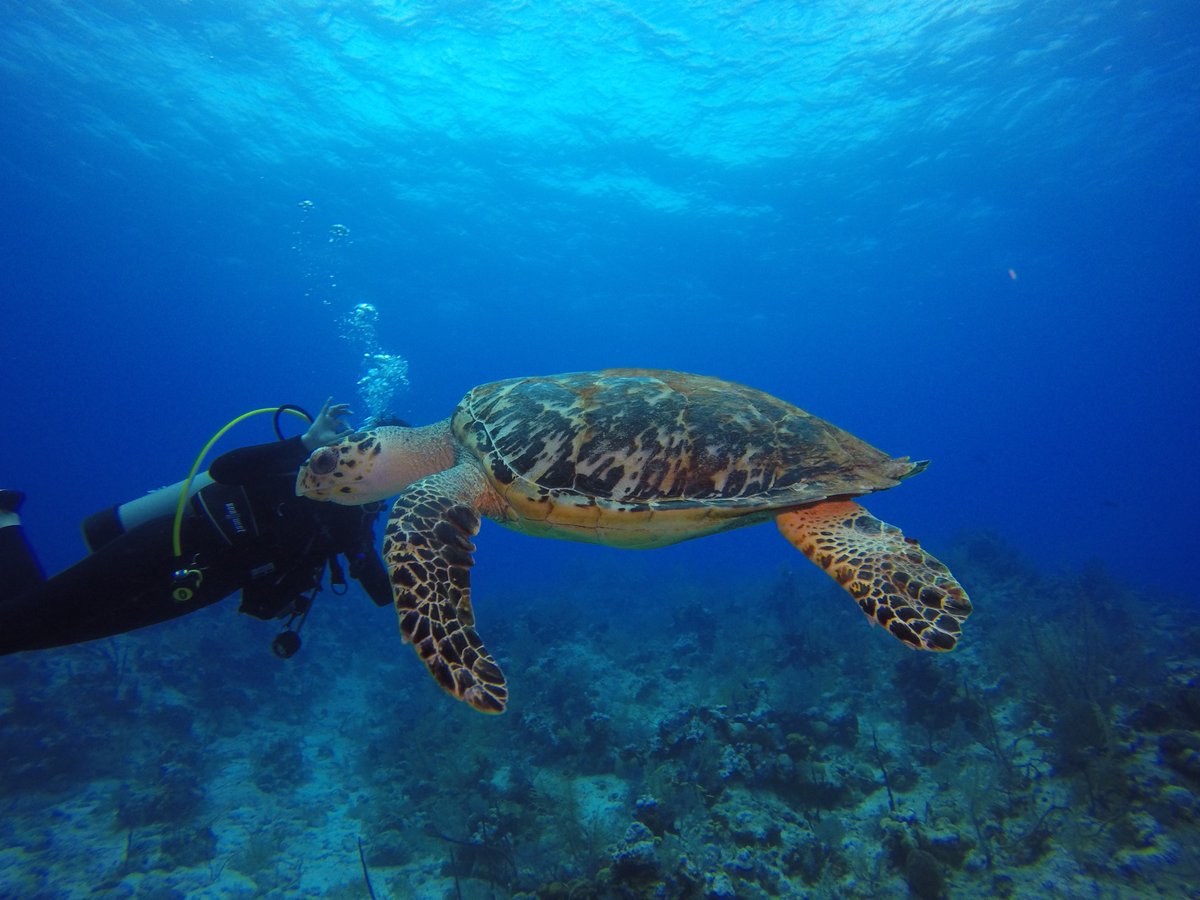 Dive South Caicos (@divesouthcaicos) on Twitter photo 
