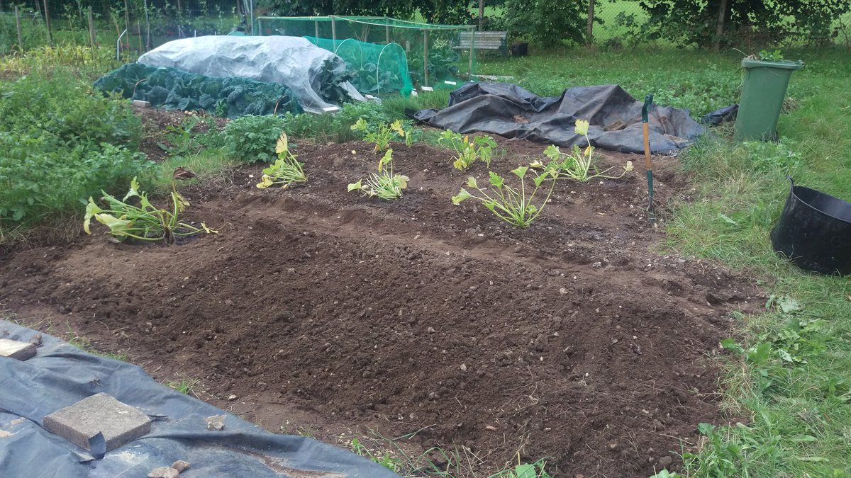 ToBoldlyGrow's tweet photo. Just back from the allotment. More digging and another courgette planted. #Plot16 https://t.co/Bl6otab26u