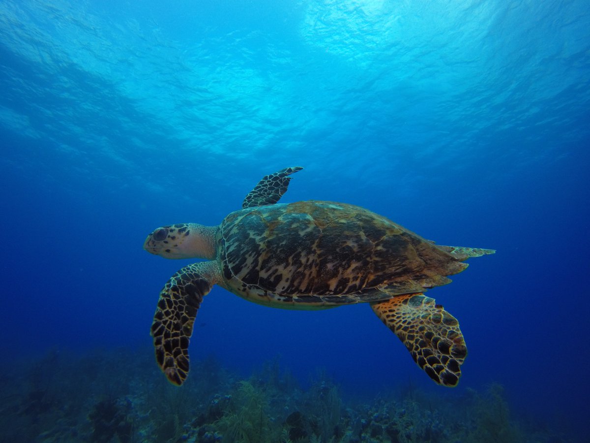 The turtle was modeling for me. Circling the wagons, he was...