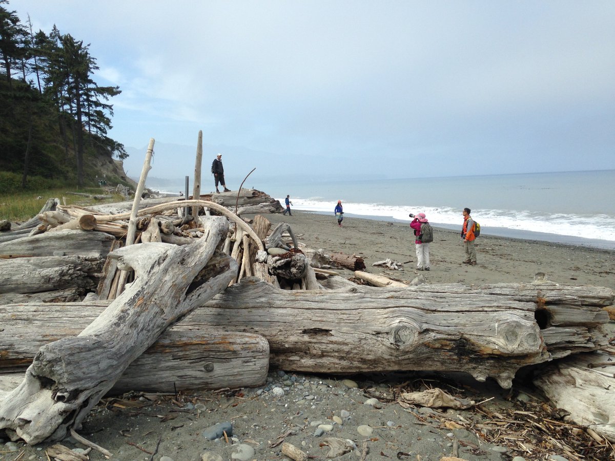 Is there any coast with more driftwood than Washington's? Pile here is on Dungeness Spit.<a href="/VisitSequim/">Visit Sunny Sequim</a> <a href="/VisitOlympics/">Olympic Peninsula</a> goo.gl/eBWr7R