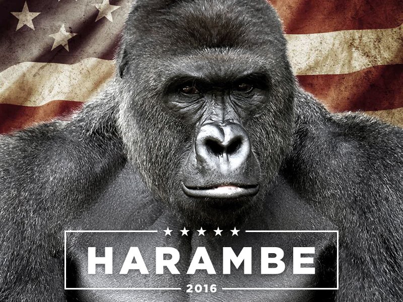 Sleep well #Harambe #RIPHarambe #HarambeIsBae #DicksOut