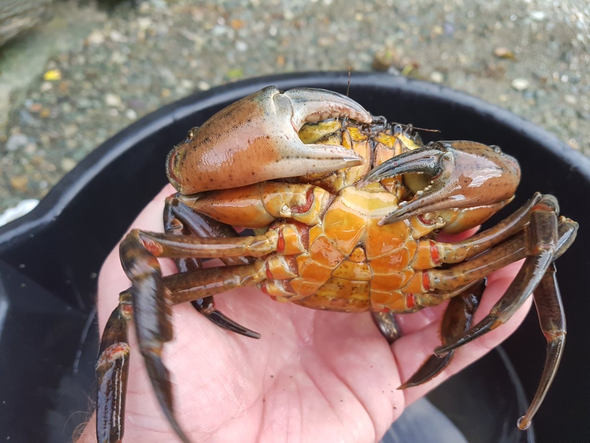 There is some amazing tasting meat in the claws of these large shore crab. #sustainable #fresh #local #seafooduk #Anglesey #northwales