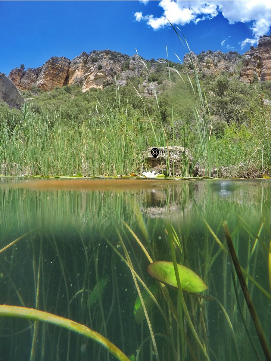 EcoExperience_'s tweet photo. La única población de #nenufarblanco de la provincia de #Cuenca se encuentra en la #laguna de #ElTobar, descúbrela con @EcoExperience_ https://t.co/ntZwYxqWpT