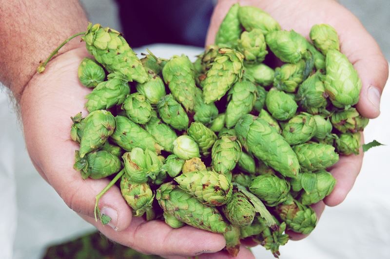 MadAnthonyBrew's tweet photo. Today is also #IPAday! What's your favorite Mad Anthony IPA? https://t.co/EXEdh7fGqX