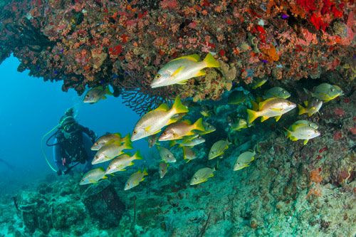 CBWS_VI's tweet image. Making the decision to get SCUBA certified is the hard part, we can take it from there! #scuba #scubadiving buff.ly/2v38ehV