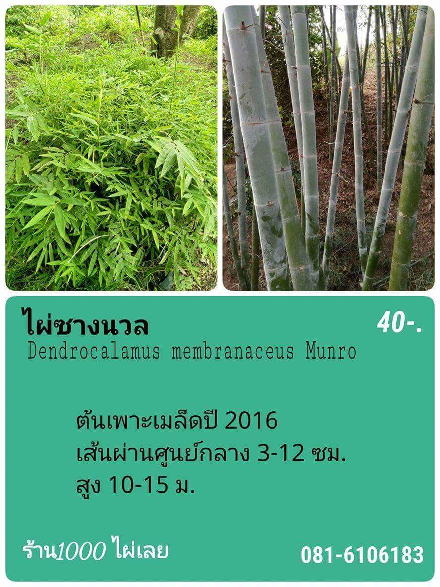 My Bamboo forest #Loei, Thailand