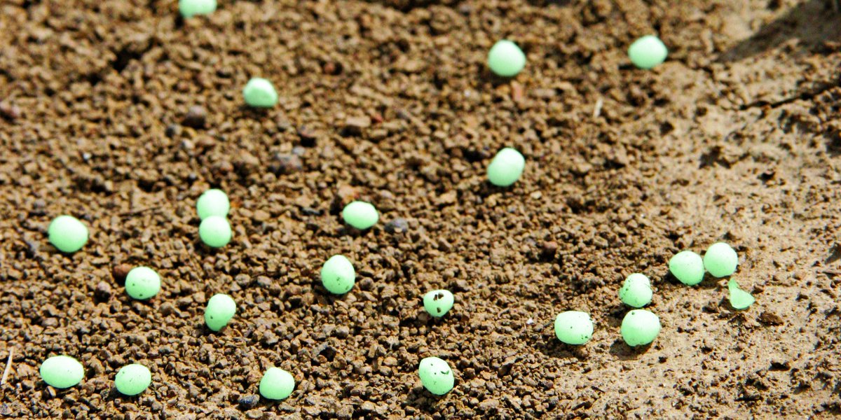 smartnitrogen's tweet photo. The intricacies of fall-applied nitrogen. #ESN #SmartTalk #FallFertilization https://t.co/4nQprOOQk7 https://t.co/h4fGcIpNo9