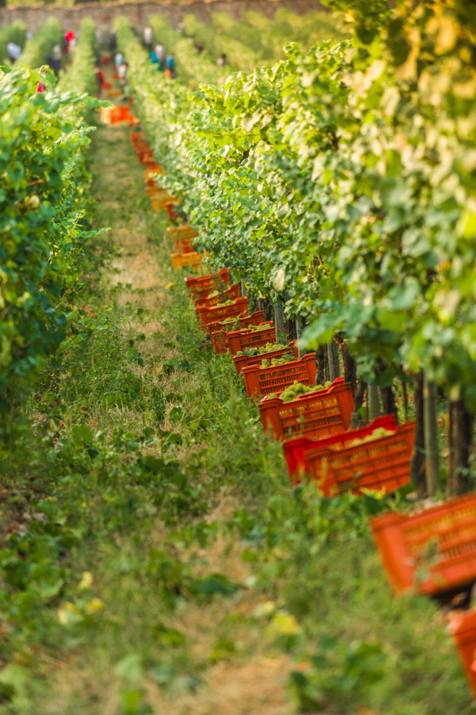 WineNewsIt's tweet photo. Clima non cambia inizio #vendemmia in #Italia da #Chardonnay @Franciacorta. @Coldiretti da #Faccoli (ph Cattabiani) https://t.co/og803vx6yI