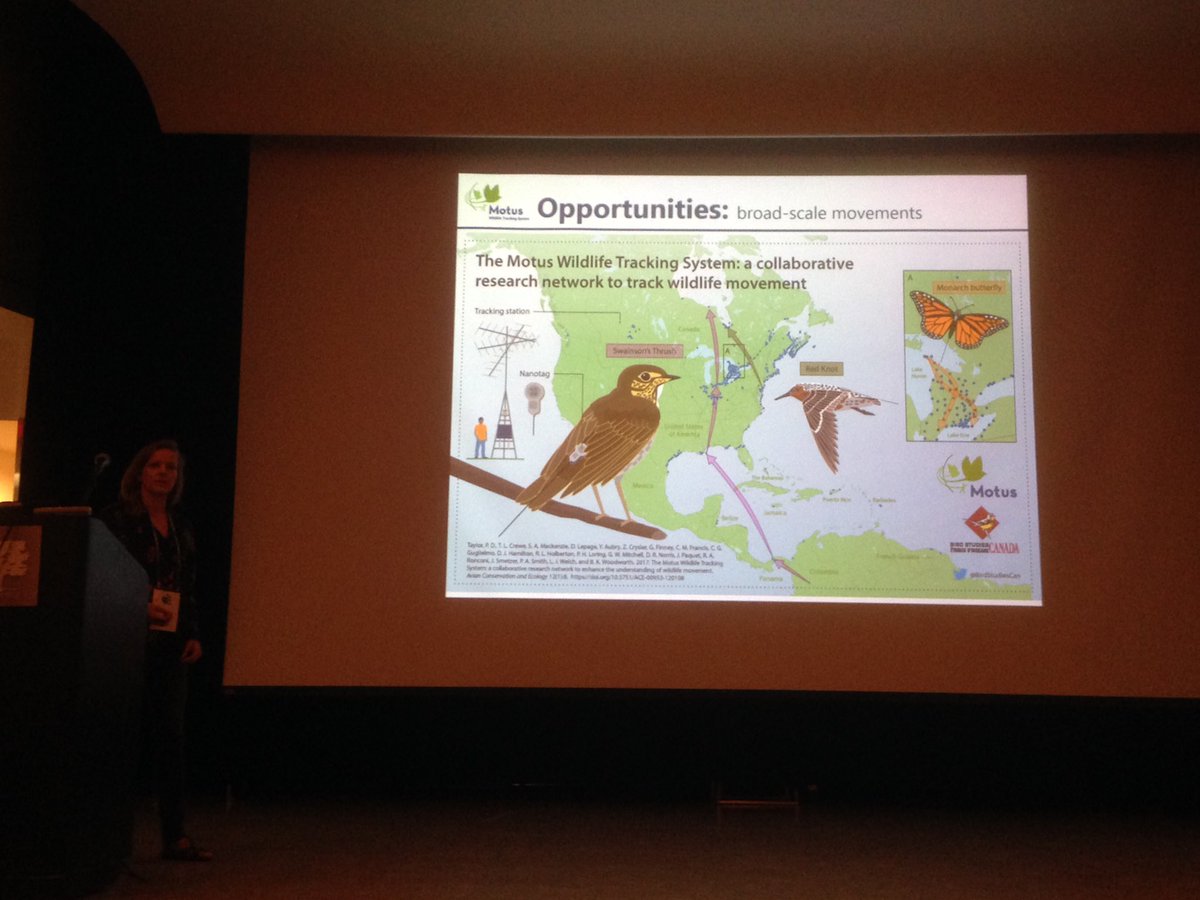 Bird_Wells's tweet photo. MOTUS network is revolutionizing understanding of bird migration @AOS_SCO_2017 @AmOrnith @ARobertoCharron @BirdStudiesCan @BirdBiologist https://t.co/hWUDAZJttP