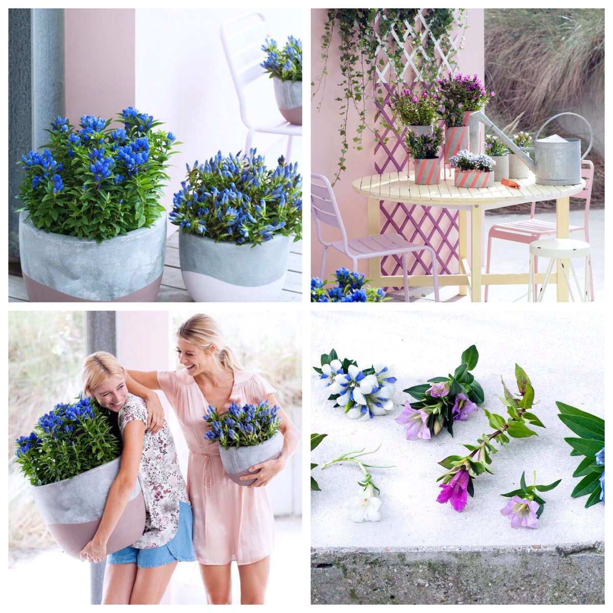 Garden Plant of the month for August is Gentian.
Read more on our Facebook page..