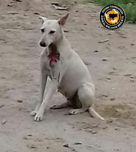 dhyanfoundation's tweet photo. Rescued by our volunteers from #Saket, Delhi.
She is at #Krishnaashram undergoing treatment for a cut she has on her neck.
#FeedADog https://t.co/xeM1MIqDdm