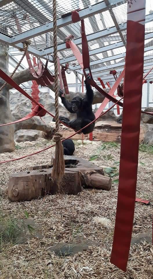 Meetupcommunity's tweet image. Had a fabulous day at Colchester Zoo yesterday with our Parent and Toddler Group Thanks @BigLotteryFund @CharityTBF 💜💖 🐒🐆