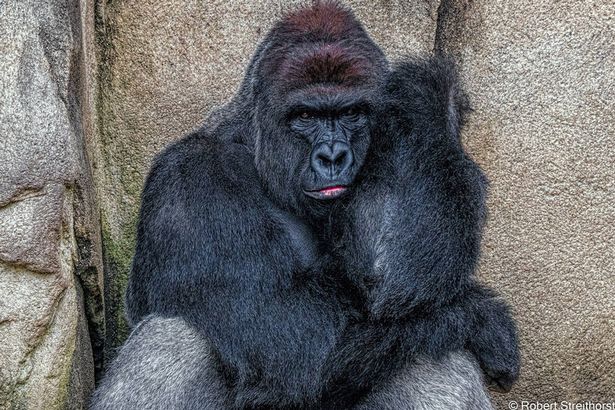 We will never forget #Harambe #RIPHarambe #HarambeIsBae #DicksOut