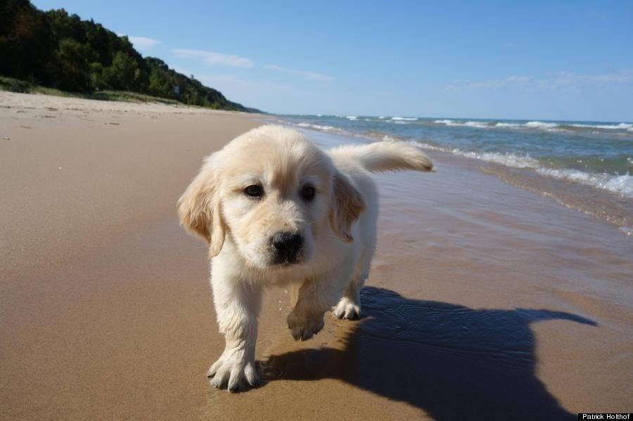 lexi_osd's tweet photo. Jared in rio ππΆ #puppylecki https://t.co/zOgc0PDzO2