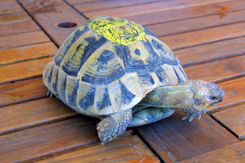 #Incendies dans le #Var : 90% des tortues d'Hermann décimées sur.laprovence.com/nbaE-yHCS