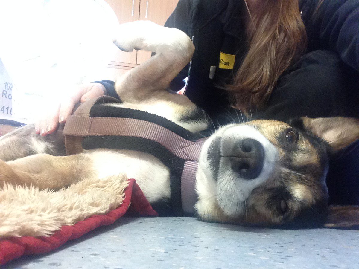 Someone's enjoying a tummy tickle! Here's Guy, chilled in our Supporter Relations Office. More on <a href="/DogsTrust/">Dogs Trust 💛🐶</a> website ow.ly/V7kr30e8QlE