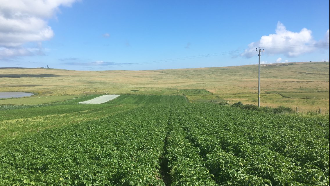 Brake_Farm's tweet photo. Fine to get my grandad out a run checking the crops. Carrots are fairly coming on and the Orla tatties aren't far away now. https://t.co/8WYpy3sfRm