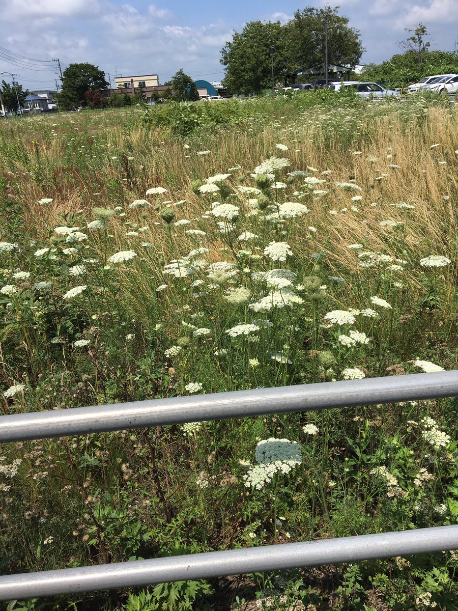 タカシ 若菜先生突然ですみません この花の名前がわからなくてモヤモヤしてます 笑 北海道 の道端や空き地に嫌っちゅうほど群生してます 極小の可愛い白い花の集合体で半円形のドーム型 すげー気に入っているんですけど花の名前がわかりません