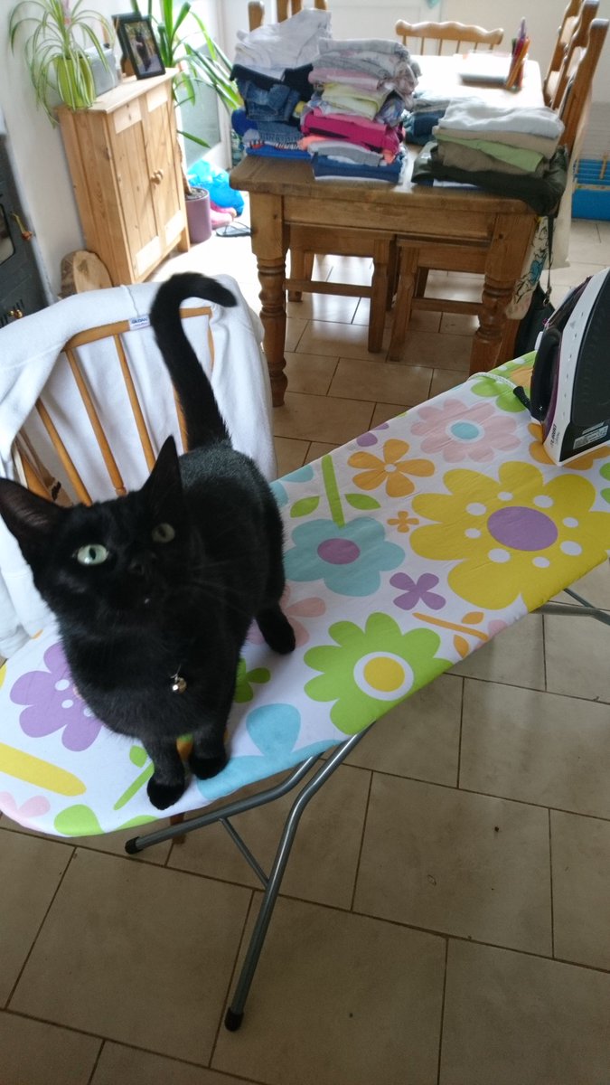 MargoSuki's tweet photo. Would you like some help mother? ❤️ @Bratty_Cat @KeeblerRallycat @_thecatsays_ @KittyHavenNY @StereoType_Cat @KittyKlassique1 @BloomNight2 https://t.co/eNVQPYEBp4