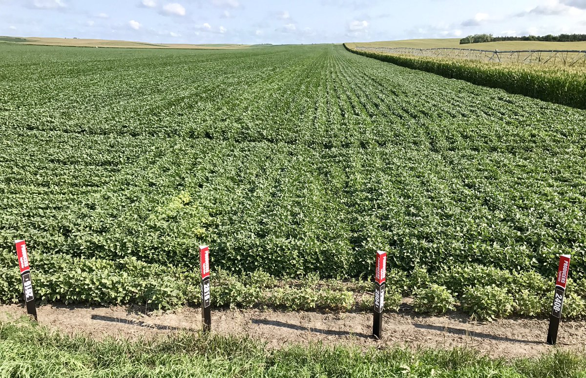 GavinRKenney's tweet photo. Great looking Corn &amp; Soybean plots near Pleasanton, NE.  Excited to see how they finish out! #PHProjectRed  @ProducersHybrid https://t.co/qfE8Oax3Xi