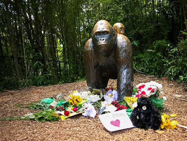 Cincinnati will never be the same #Harambe #RIPHarambe #HarambeIsBae #DicksOut