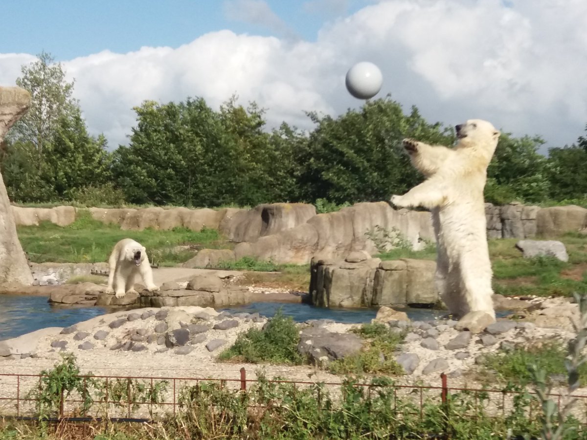 Genieten van de spelende ijsberen tijdens Zoomeravond <a href="/RotterdamZoo/">Diergaarde Blijdorp</a>