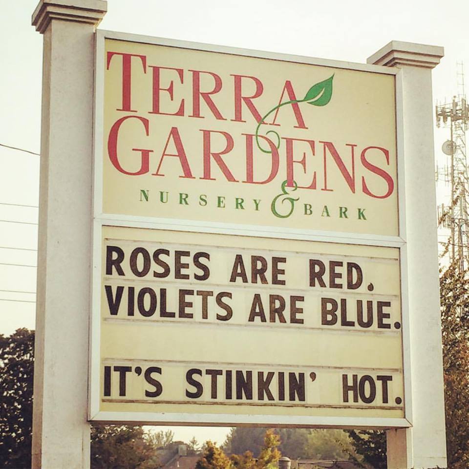 TerraGardens's tweet photo. #SalemOR #SalemHeatWave #PNWHeatWave #SmokeySkies #SignsOfTwitter #ReaderboardsOfTwitter #Summer2017 #Roses #Violets #Heatwave https://t.co/6x9nTNYwsX