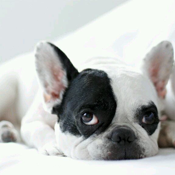 deangraypug's tweet photo. #cute #dog #doglife https://t.co/44UlOz9u52