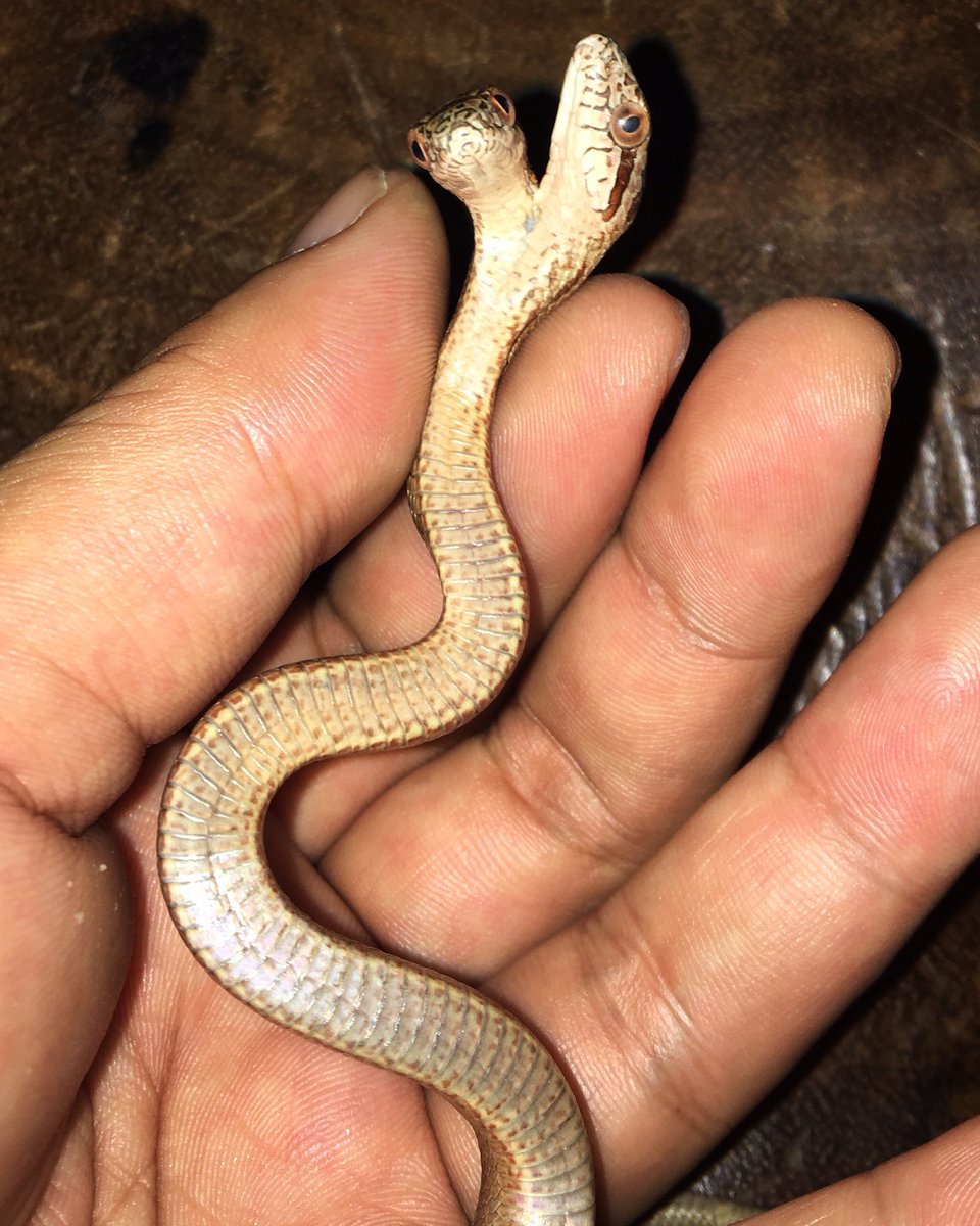 ট ইট র 爬虫類ショップ マスターオブドラゴン 続 双頭シマヘビについて 性別 蛇の生殖器は尻尾の中に隠れていて オスであればそこにヘミペニスを左右に1本ずつ 合計2本持っています 実はこの子 腹も中央で割れているので 片方がオスで もう片方はメスの