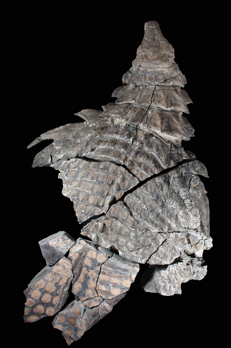 Royal Tyrrell Museum of Palaeontology on Twitter: