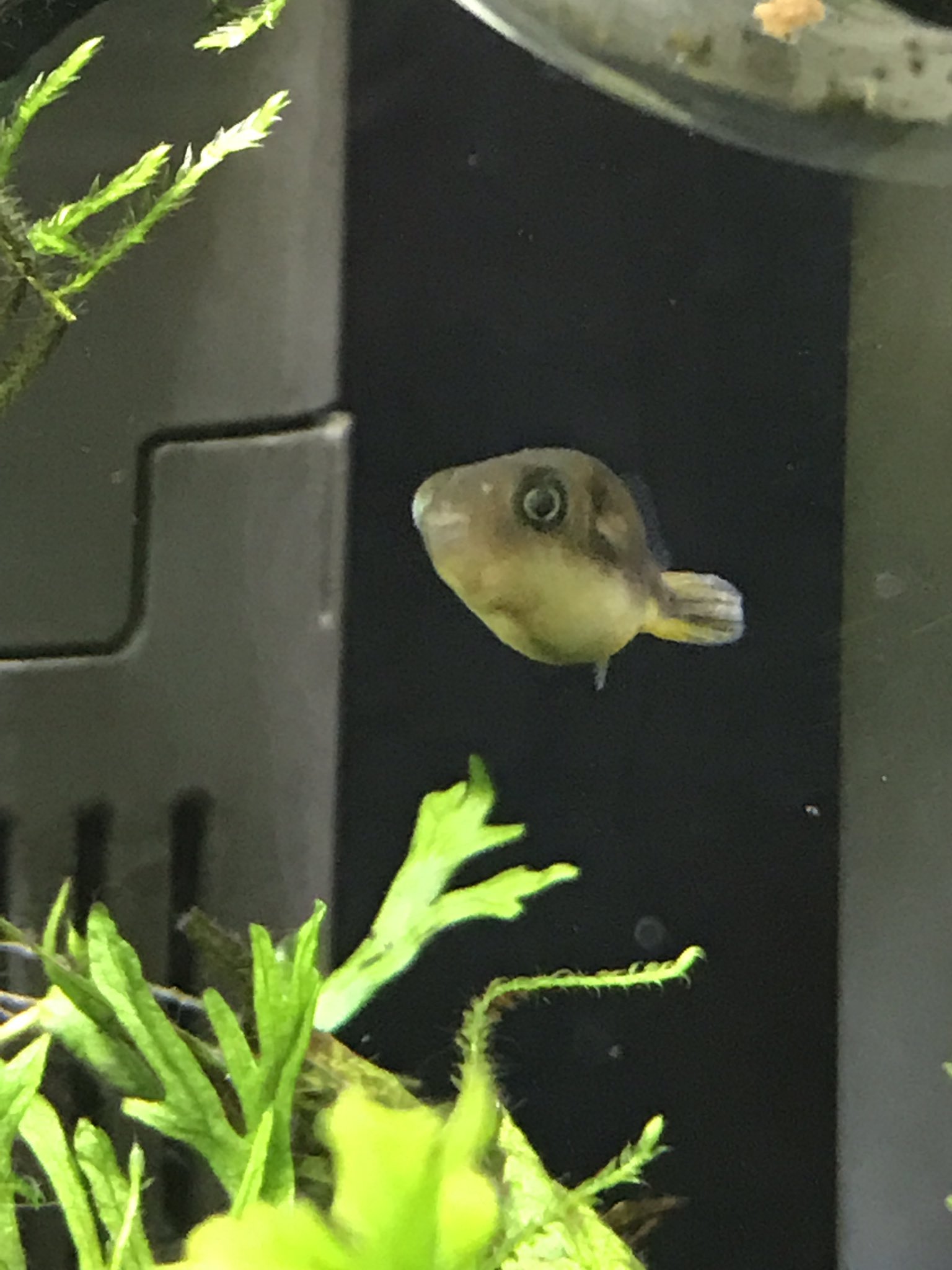 バテバテ アベニーパファーたちがか冷凍赤虫を食べない ミジンコは食べてくれるけど この暑さで殖えなくなってきた 活き糸目は エビのご飯に 今日は活き赤虫が調達できたけど どうなることやら アベニーパファー T Co