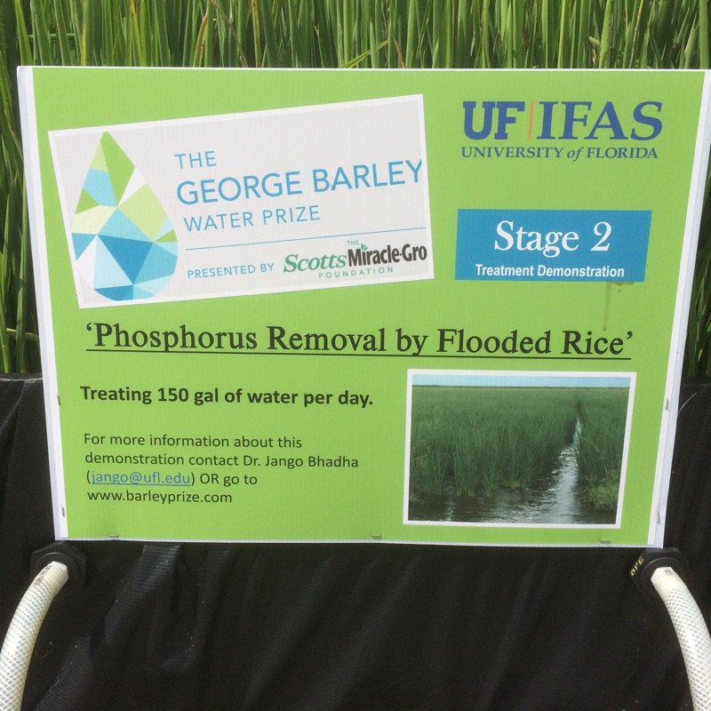 UFSustainableAg's tweet photo. Using flooded rice as a treatment technology to improve water quality #UFResearch #Premediation https://t.co/Npv2mwfcYp