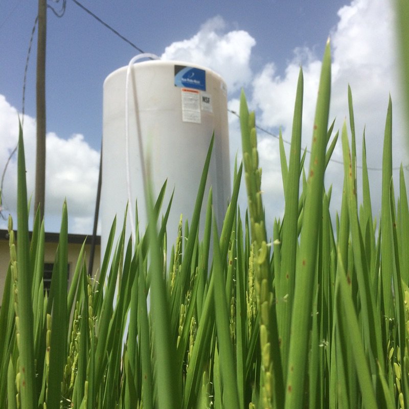 UFSustainableAg's tweet photo. Using flooded rice as a treatment technology to improve water quality #UFResearch #Premediation https://t.co/Npv2mwfcYp