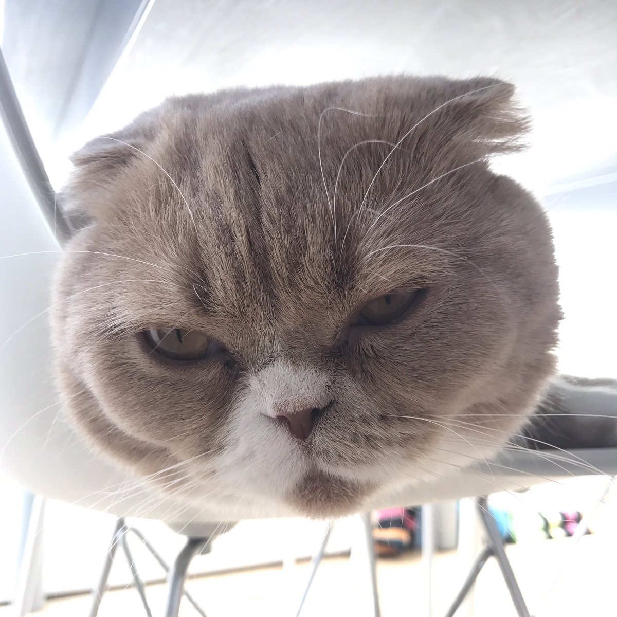 MisterPurs's tweet photo. I'm really just a floating cat head #catsofinstagram #CatsOfTwitter https://t.co/QlqE1QnCN7