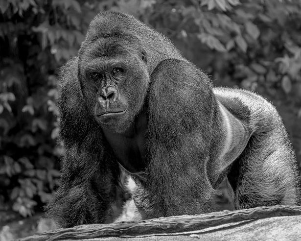 We will always remember #Harambe #RIPHarambe #HarambeIsBae #DicksOut
