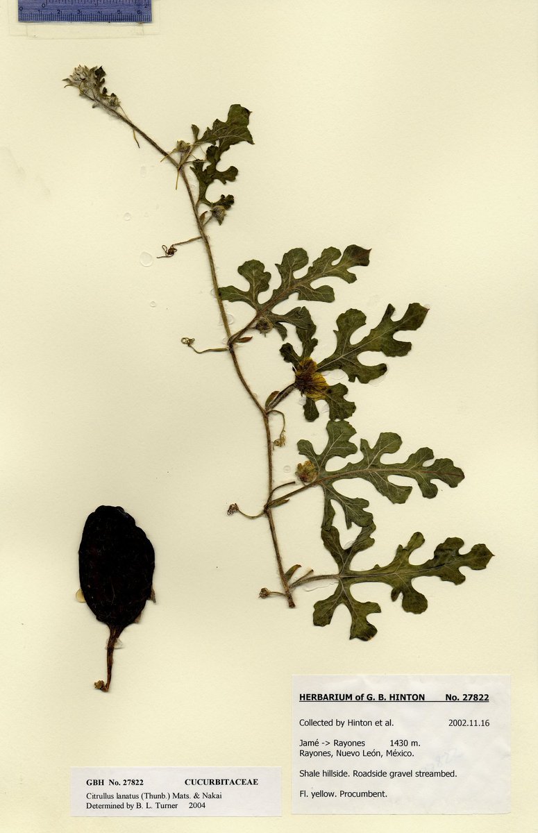 An herbarium specimen of Citrullus lanatus, including the fruit... also known as a watermelon. #NationalWatermelonDay #botany