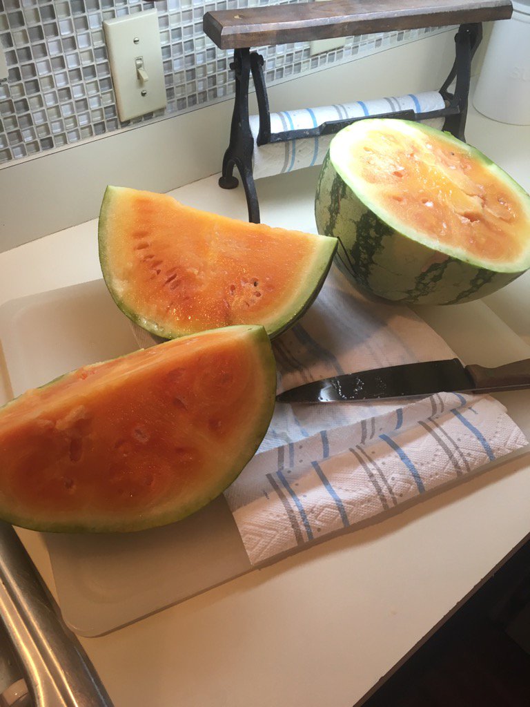 gharrison32nd's tweet photo. Pecos.......it's not just cantaloupes! #yellowmeat #NationalWatermelonDay https://t.co/hdgX3GCeHZ