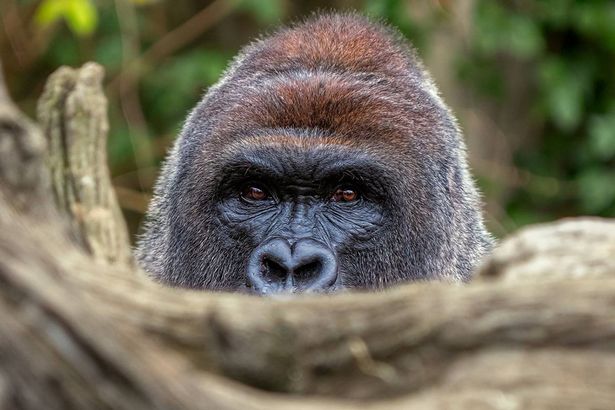 The world took a turn for the worse after you left #Harambe #RIPHarambe #HarambeIsBae #DicksOut